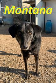 Montana cucciolona dal carattere tranquillo