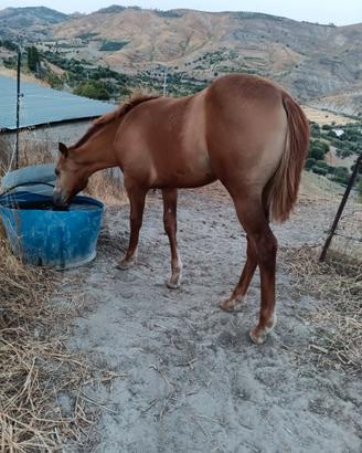 Puledra