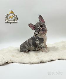 Super maschietto bulldog francese Lilac merle