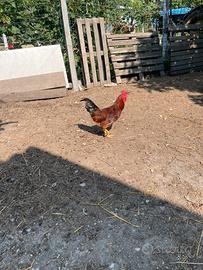 Gallo razza incrociata Brahma