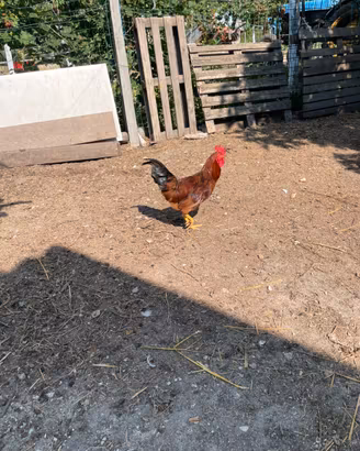 Gallo razza incrociata Brahma