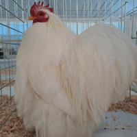 Galli di Cocincina nana puri