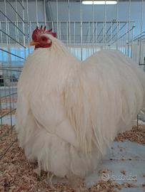 Galli di Cocincina nana puri