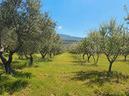 dolianova-uliveto-e-mandorleto