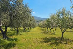 DOLIANOVA:Uliveto e mandorleto