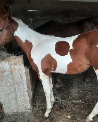 Puledro Paint
