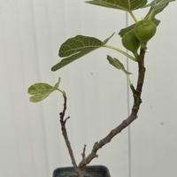 Chiedo gratis piante -progetto di riforestazione