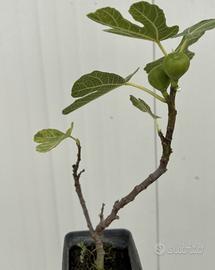 Chiedo gratis piante -progetto di riforestazione