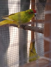 Pappagalli kakariki diverse mutazioni