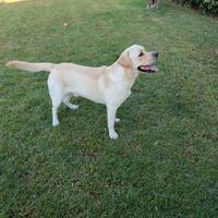 Labrador per monta