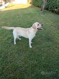 Labrador per monta