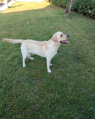 Labrador per monta