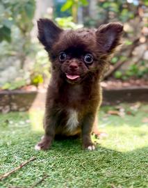 Cindy chihuahua pronta al ritiro con pedigree