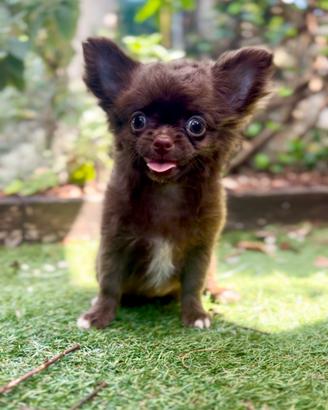 Cindy chihuahua pronta al ritiro con pedigree