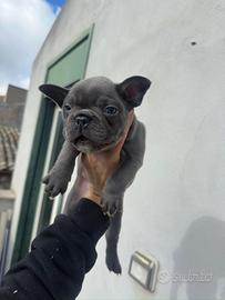 Bulldog francese blu