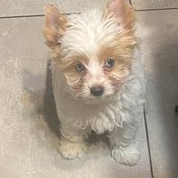 Biewer Yorkshire terrier golddust con pedigree