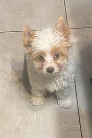 Biewer Yorkshire terrier golddust con pedigree