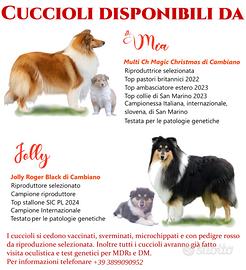 Pastore Scozzese a Pelo Lungo