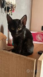 Cuccioli 3 mesi