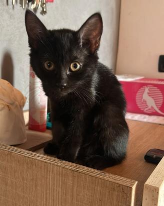 Cuccioli 3 mesi