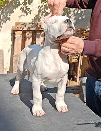 Dogo argentino