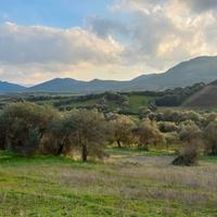 ULIVETO con piante secolari