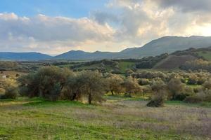 ULIVETO con piante secolari