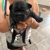 Cuccioli bulldog francese