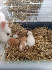 Conigli testa di leone