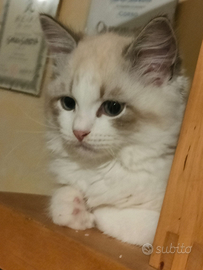 Gattini siberiani ipoallergenici