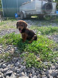 Cuccioli Alpendische Dachsbracke