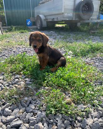 Cuccioli Alpendische Dachsbracke