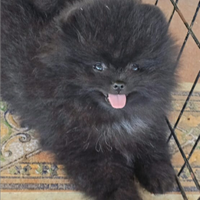 Volpino di Pomerania