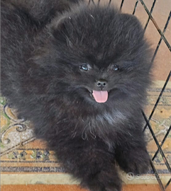 Volpino di Pomerania