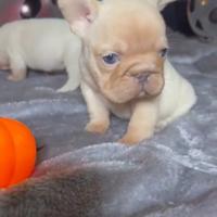 Cuccioli di bulldog francese big rope platinum