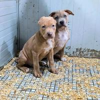 American Pitbull Terrier Merle Cucciola