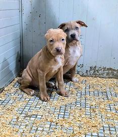 American Pitbull Terrier Merle Cucciola