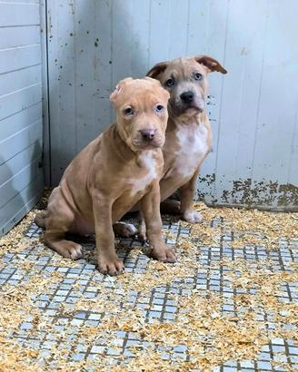 American Pitbull Terrier Merle Cucciola