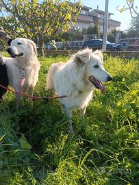 Titty e Tony due cuori in attesa di amore