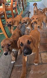 Cuccioli 2 mesi alabai x doberman