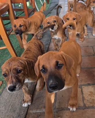 Cuccioli 2 mesi alabai x doberman