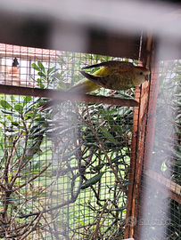 Parrocchetti dal groppone