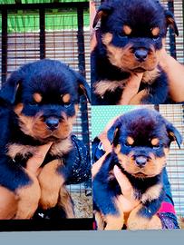 Cuccioli rottweiler