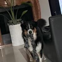 Pastore australiano Australian shepherd per monta