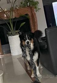 Pastore australiano Australian shepherd per monta