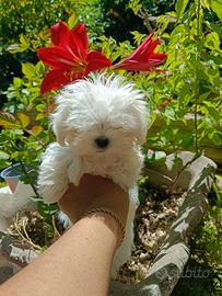 Maltese coreano pedigree enci