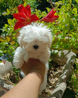 Maltese coreano pedigree enci
