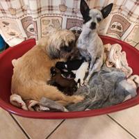 Cuccioli Shitsu