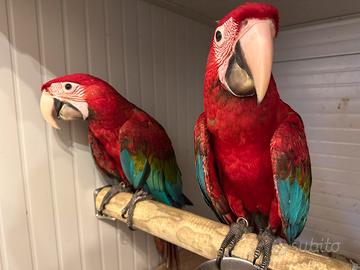 Coppia ARA Chloroptera