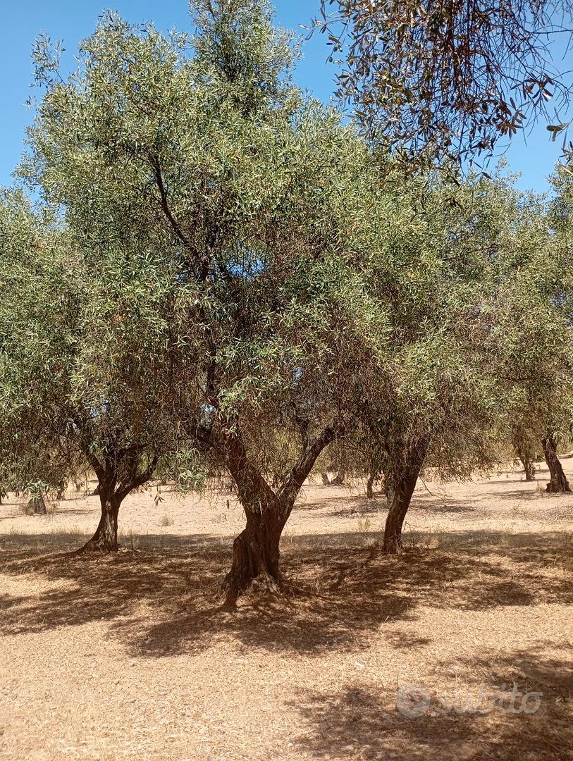 DOLIANOVA:Uliveto e mandorleto - Vista 4